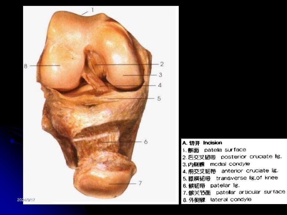 膝关节解剖及MRI诊断课件_第5页