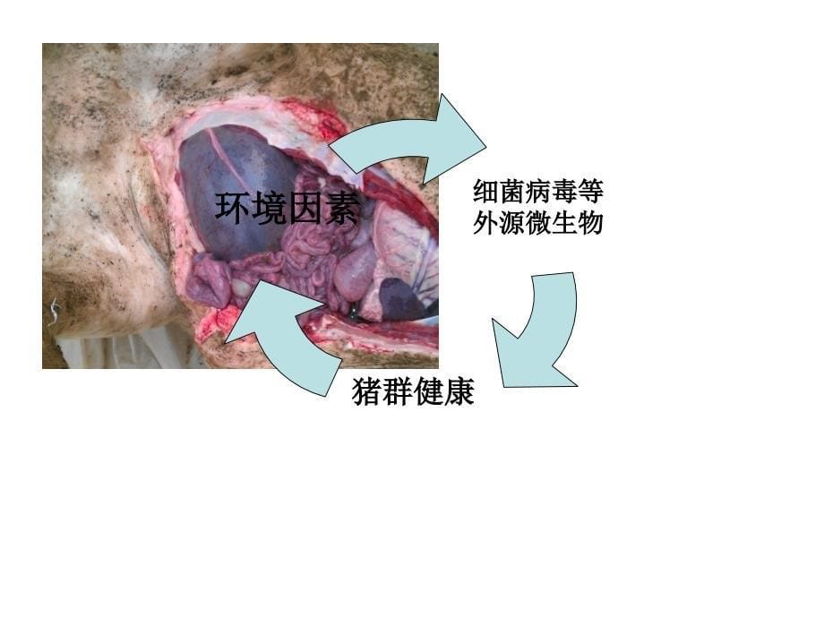 当前猪腹泻性疾病流行现状和防控_第5页