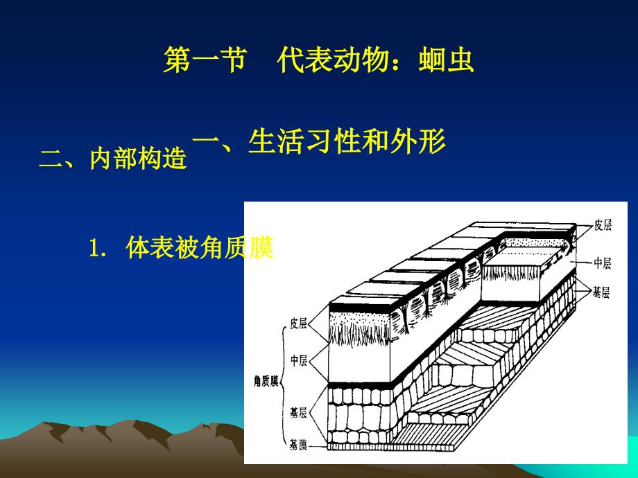 第八原腔动物ppt课件_第3页