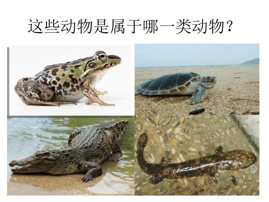 人教版生物八年级下册713两栖动物的生殖和发育共23张_第2页