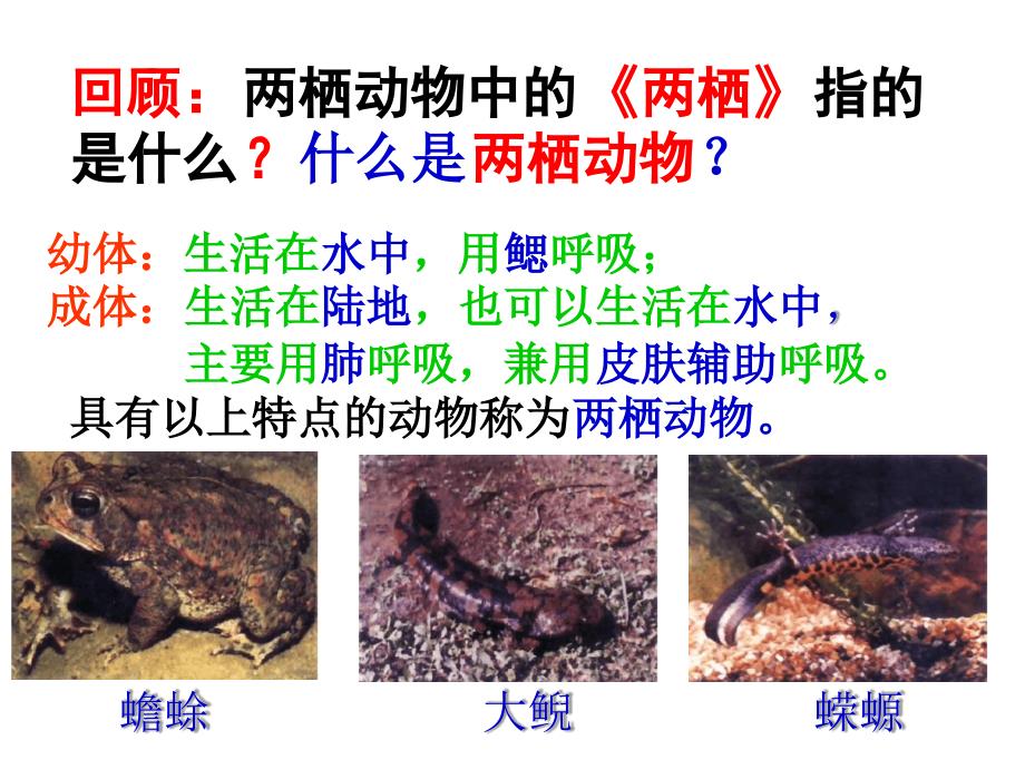 人教版生物八年级下册713两栖动物的生殖和发育共23张_第3页