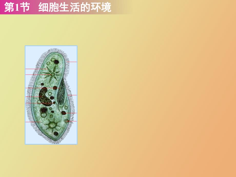 细胞生活的环境_第2页