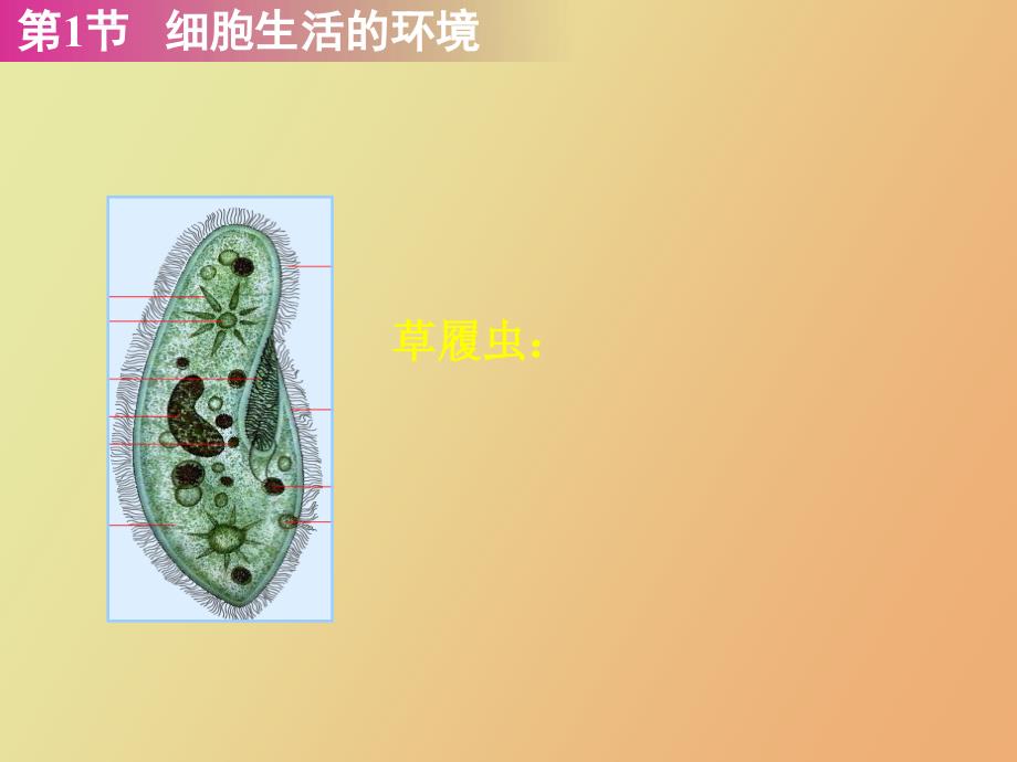 细胞生活的环境_第3页