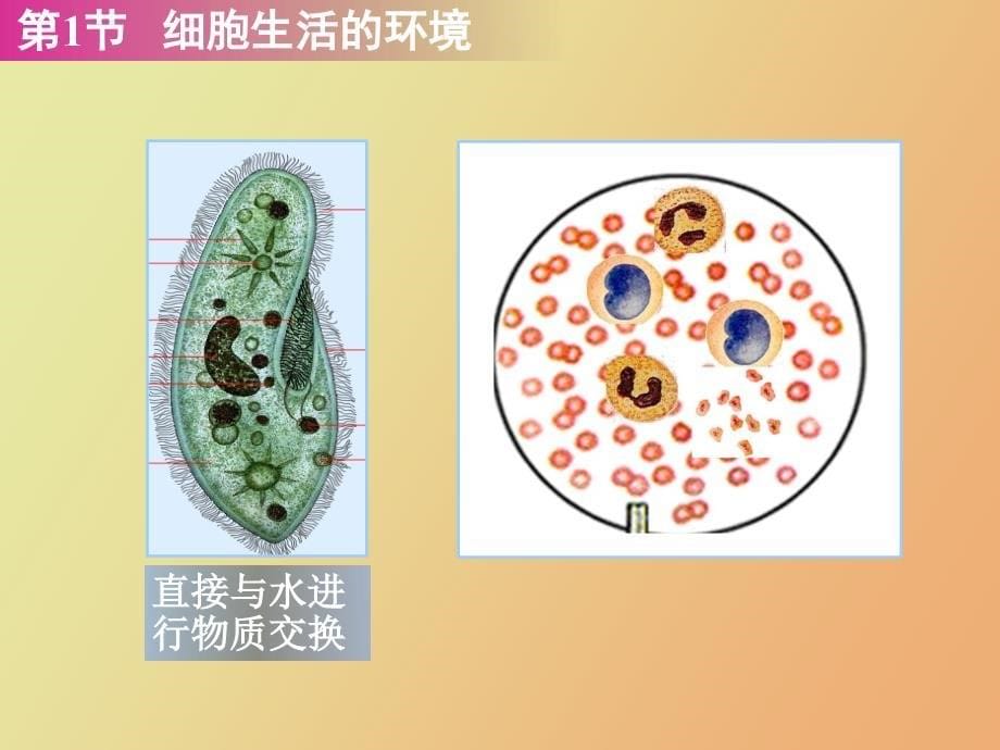 细胞生活的环境_第5页