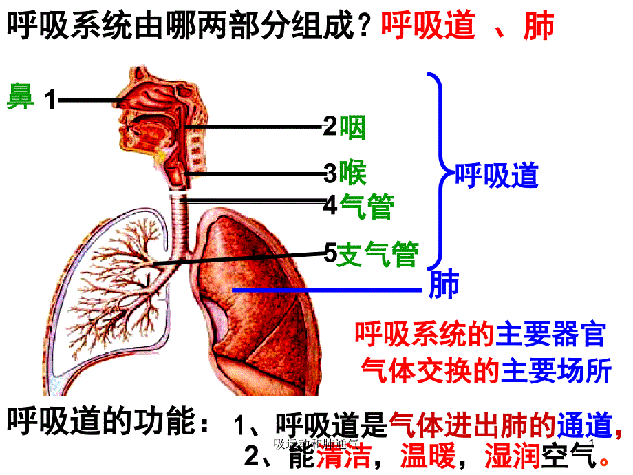 吸运动和肺通气课件_第1页