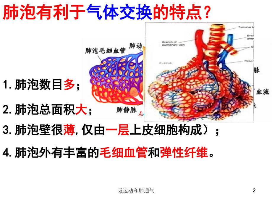 吸运动和肺通气课件_第2页