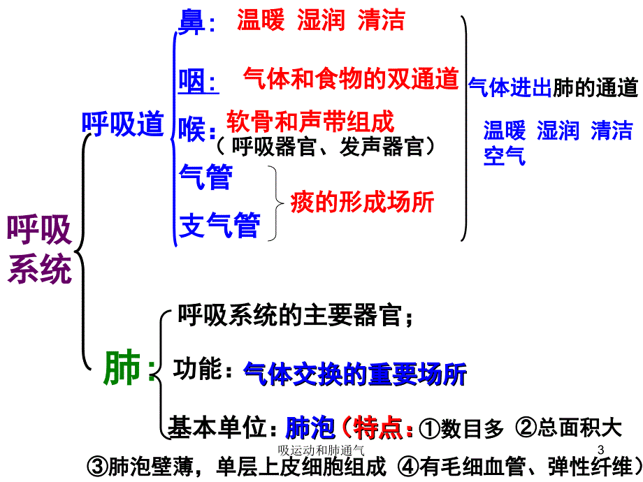 吸运动和肺通气课件_第3页