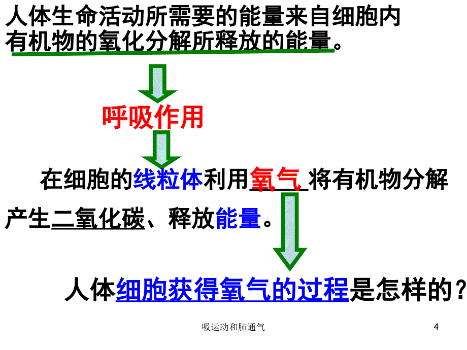 吸运动和肺通气课件_第4页