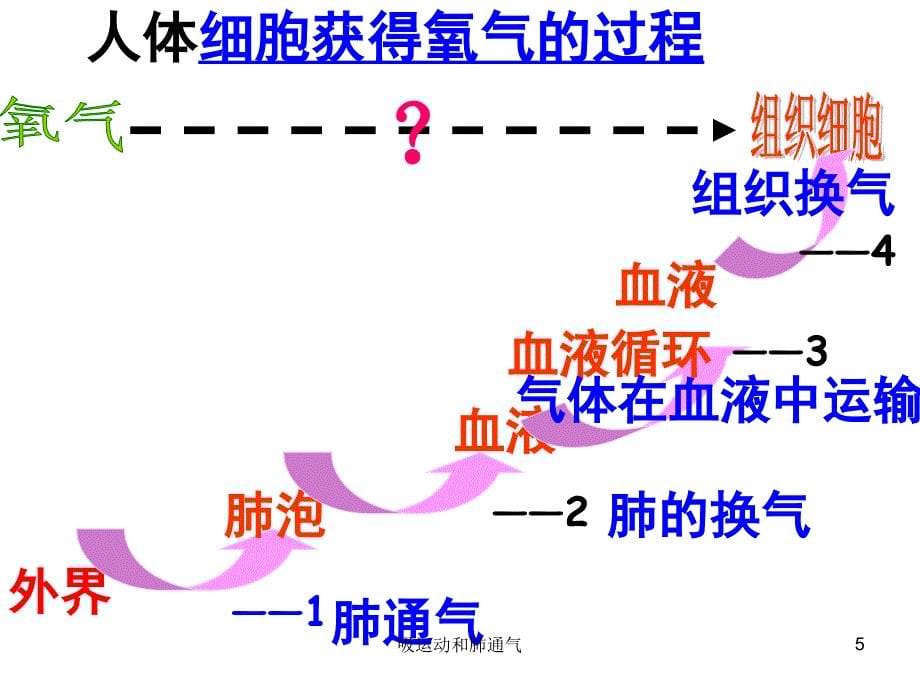 吸运动和肺通气课件_第5页