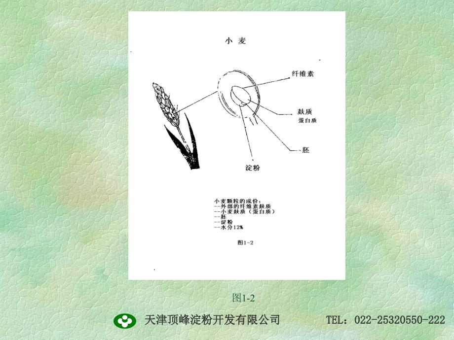 变性淀粉及其在食品中的应用.ppt_第4页