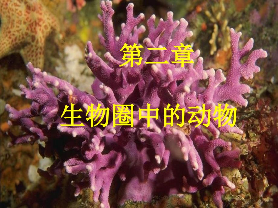 腔肠软体环节节肢动物_第1页