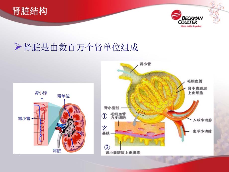 肾脏损伤监测相关指标_第4页