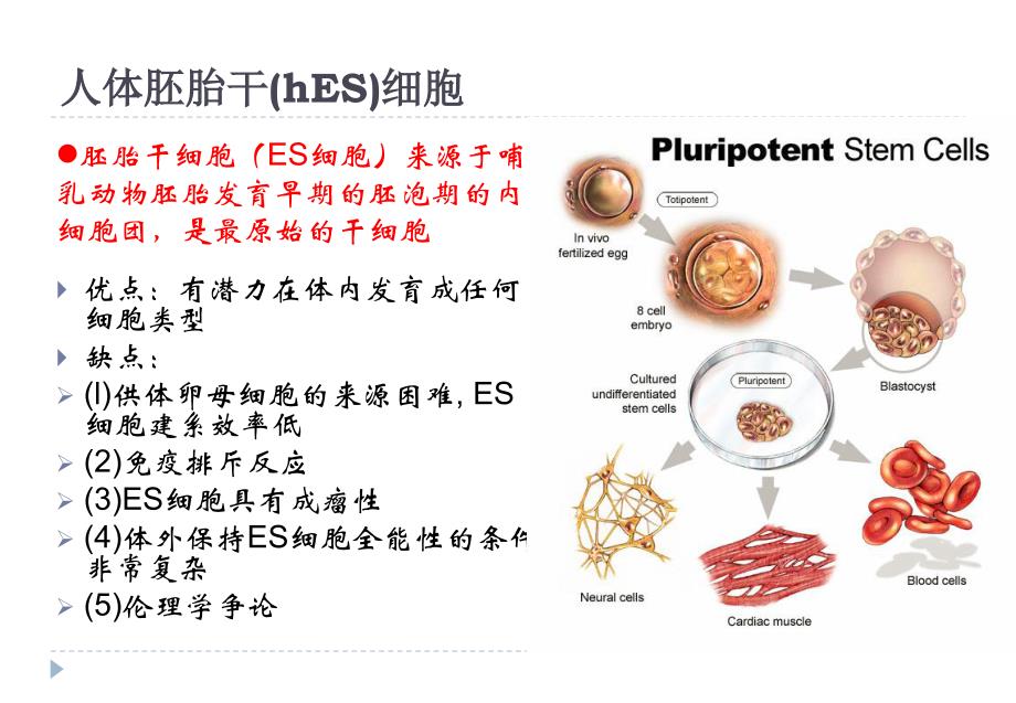 诱导多能性干细胞-张严_第4页