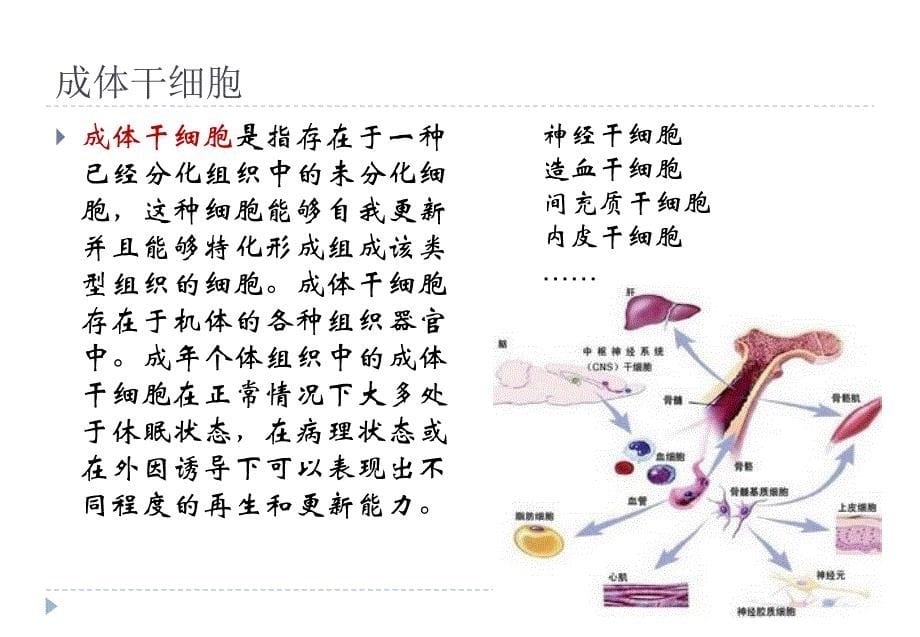 诱导多能性干细胞-张严_第5页