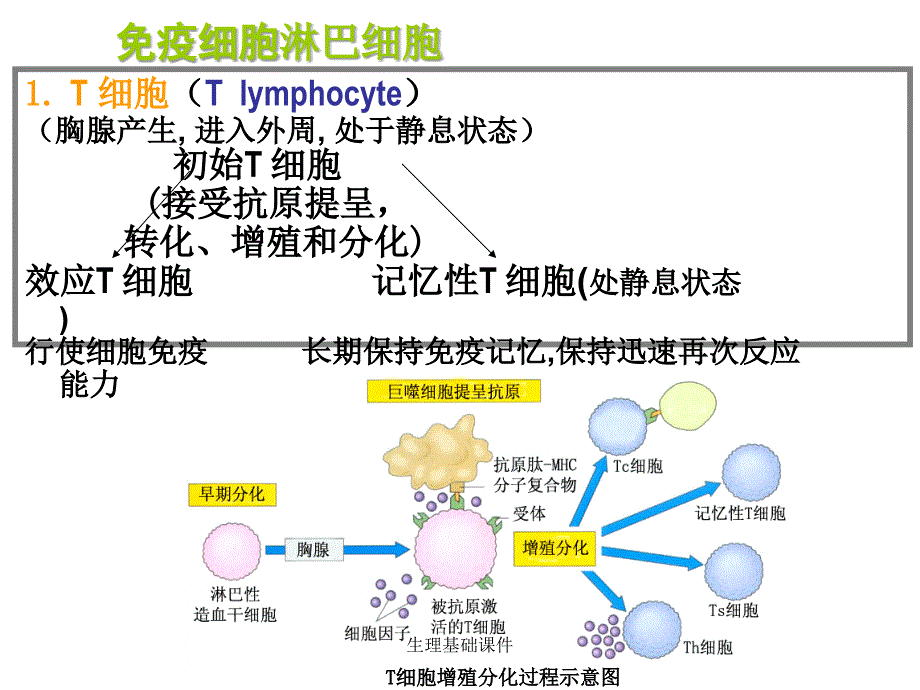 生理基础课件_第4页