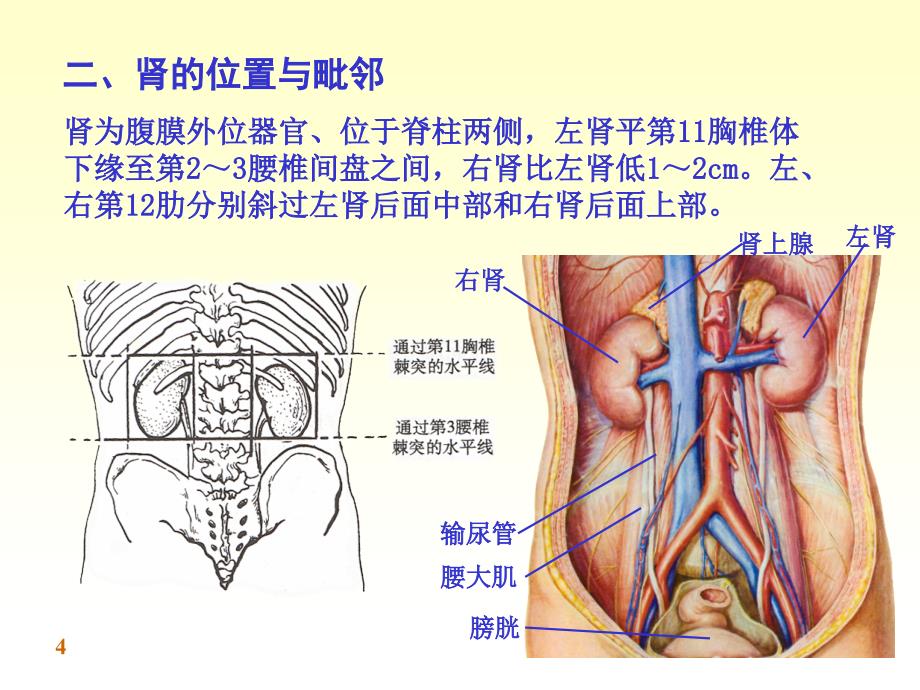 chapter泌尿系统_第4页