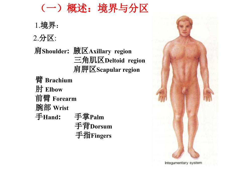 上肢局部解剖_第3页