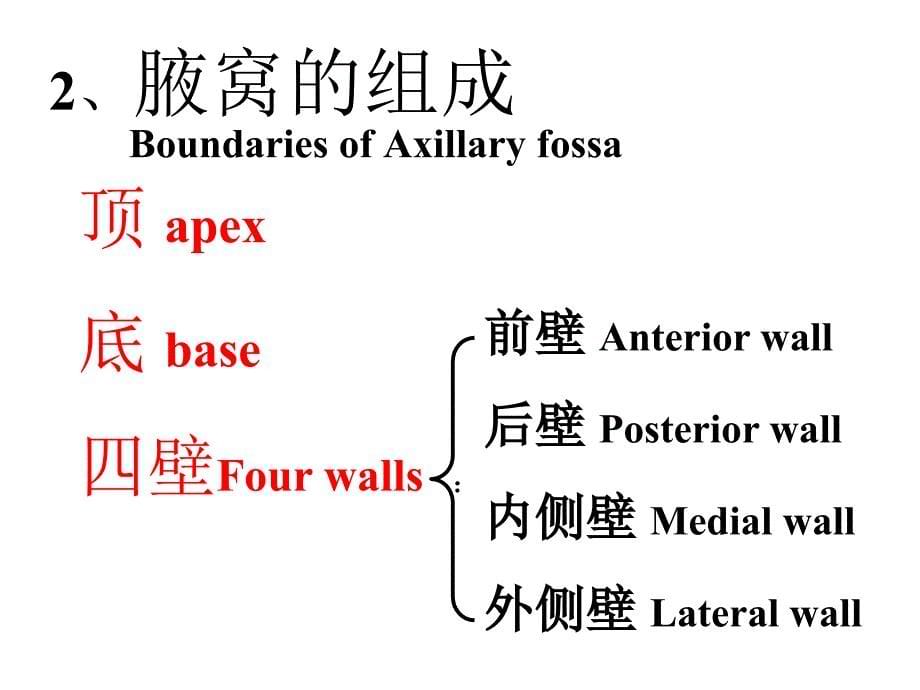 上肢局部解剖_第5页