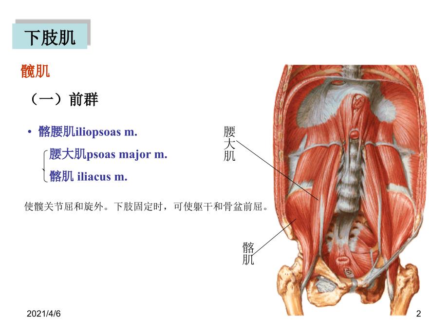 下肢肌肉文档资料_第2页