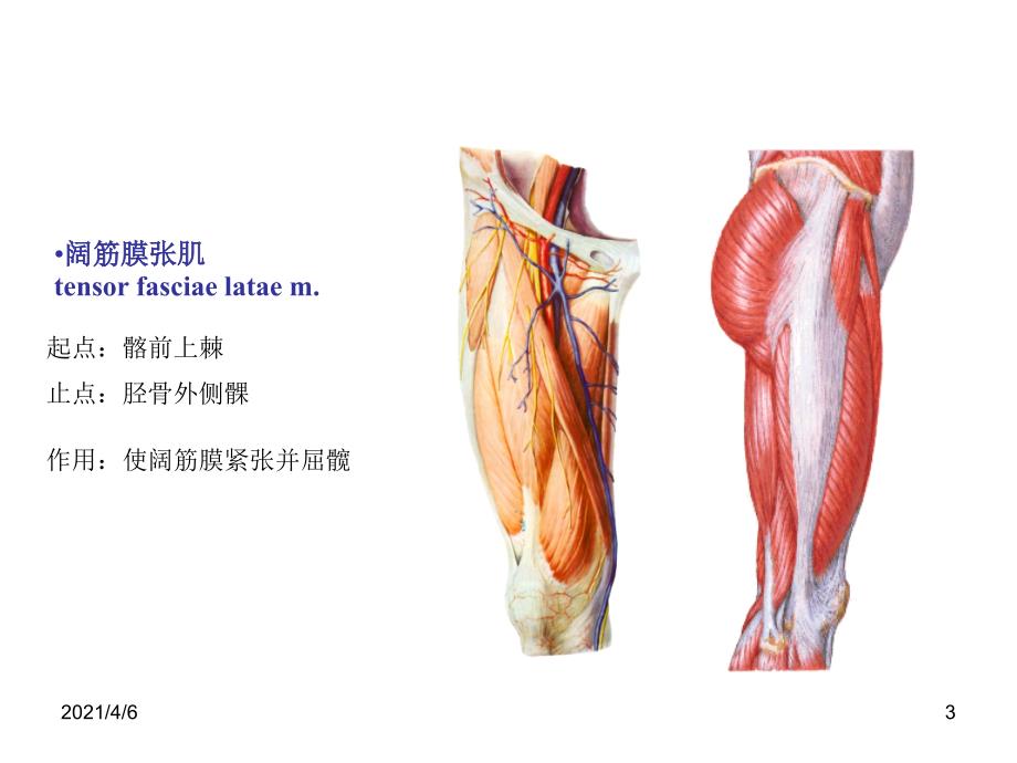 下肢肌肉文档资料_第3页