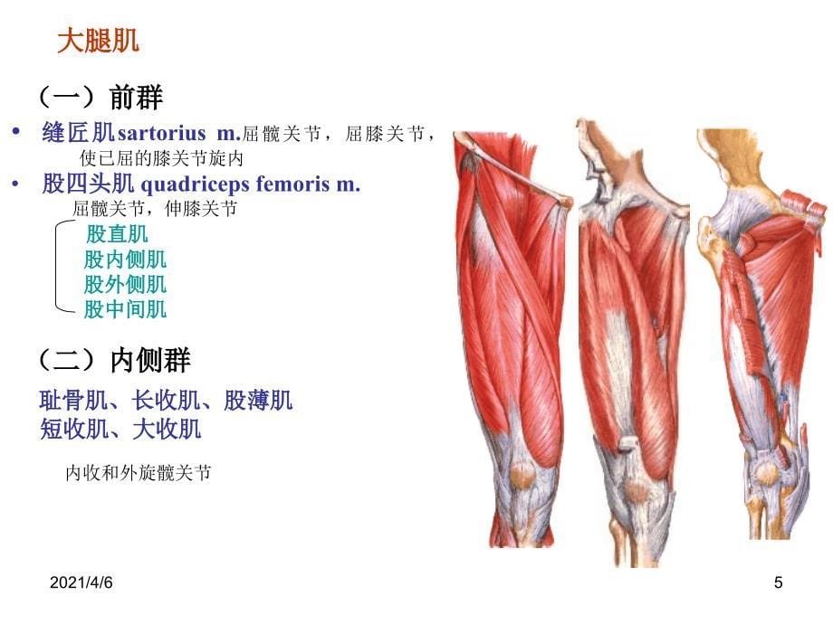 下肢肌肉文档资料_第5页