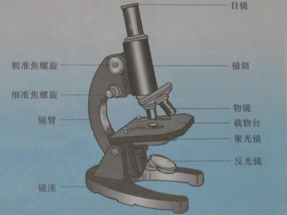 云南省红河州弥勒县庆来学校高一生物《第1章第2节《细胞的多样性和统一性》课件_第2页