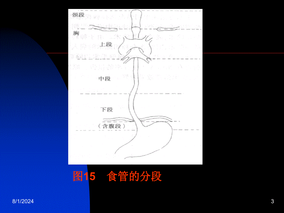 医学院外科课件第一节食管癌_第3页