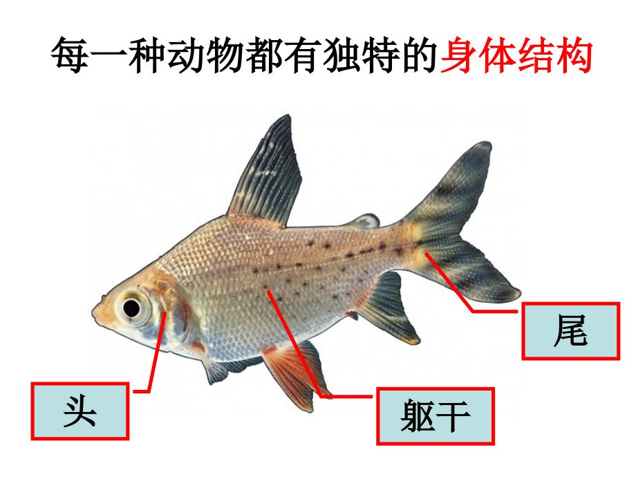 四上四1身体的结构_第4页