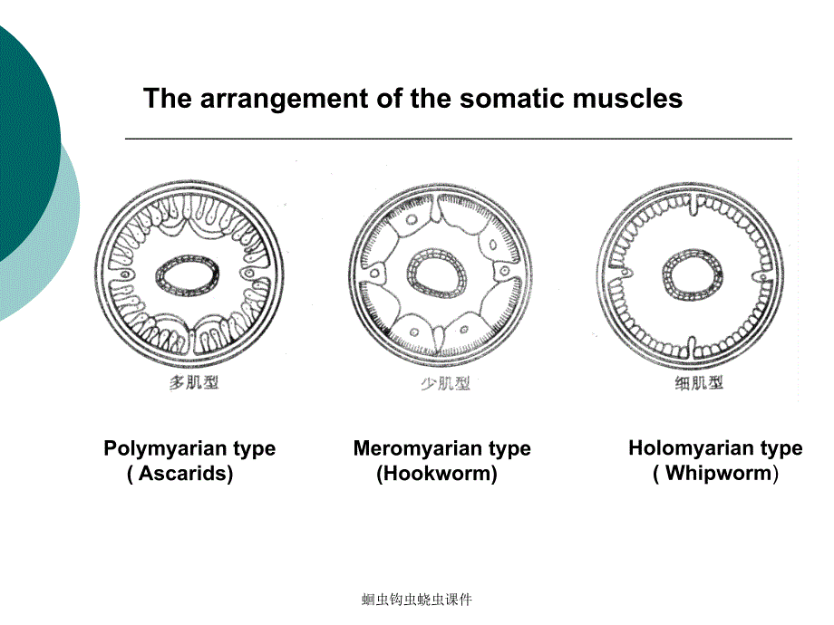 蛔虫钩虫蛲虫课件_第4页