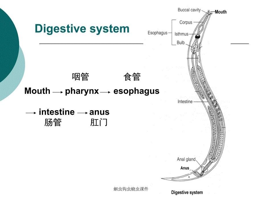 蛔虫钩虫蛲虫课件_第5页