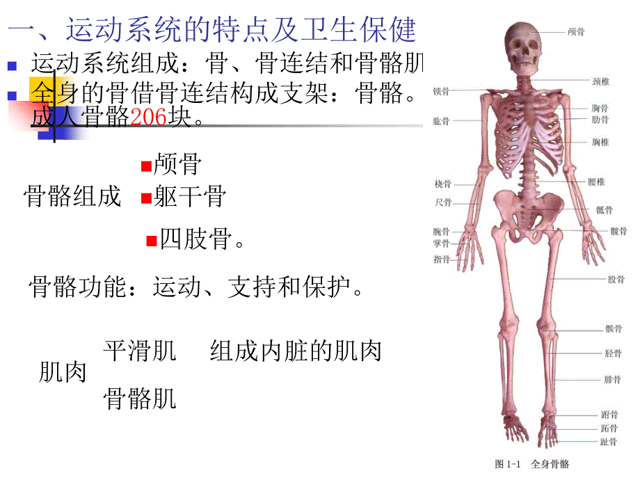 幼儿各系统生理特点和保健措施_第3页