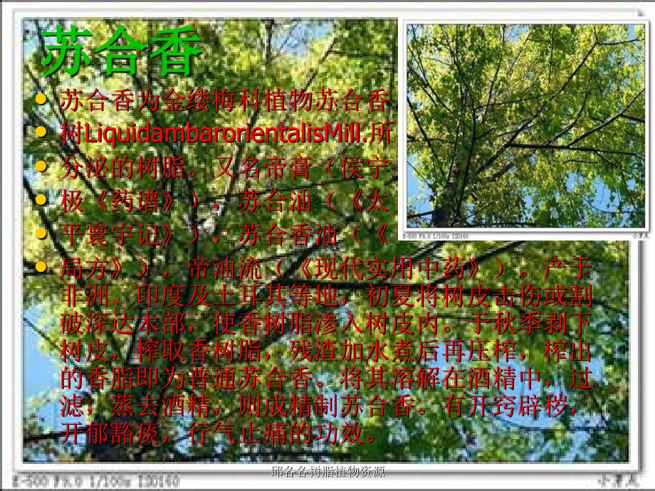 邱各各树脂植物资源课件_第4页