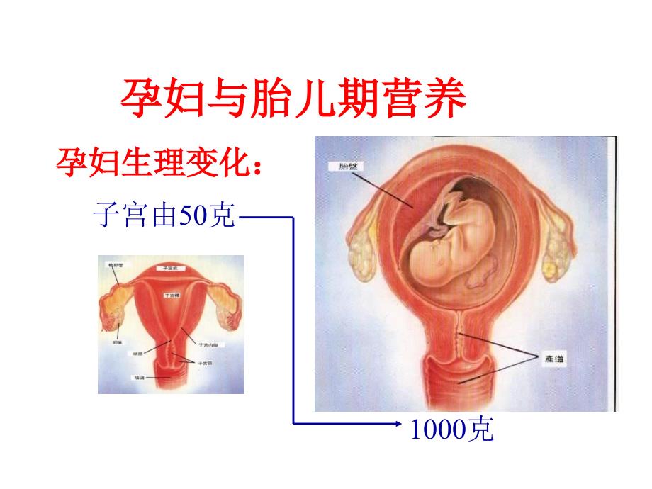 女性健康与营养PPT课件.ppt_第3页