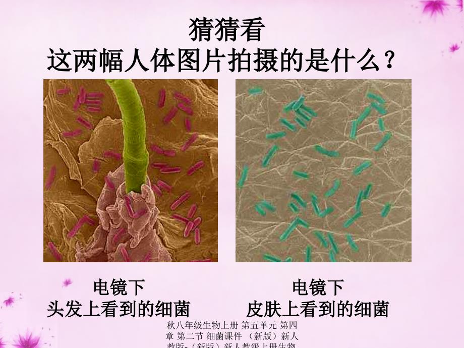 最新八年级生物上册第五单元第四章第二节细菌课件件_第2页