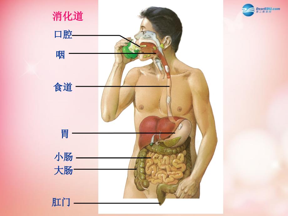 人教初中生物七下第4单元第2章第2节消化和吸收PPT课件8_第3页