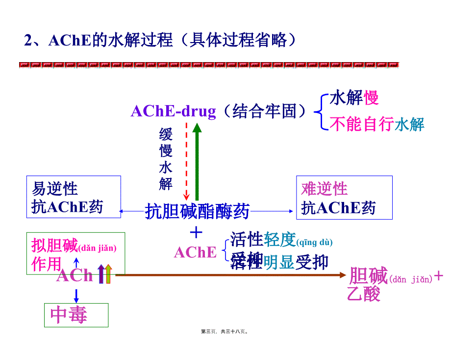 抗AChE药及胆碱受体阻断药课件_第3页