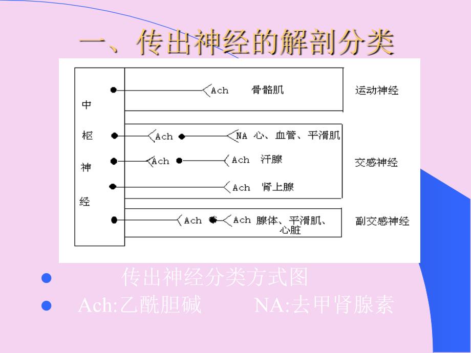 药理学传出神经系统药理概论ppt课件_第4页