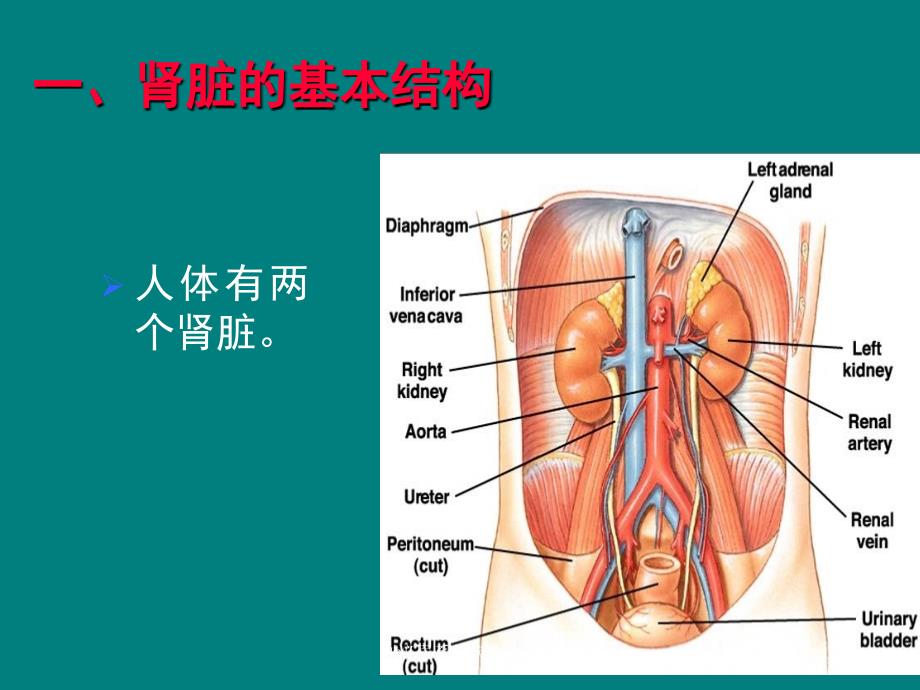 制泌尿系统疾病总论课件_第3页