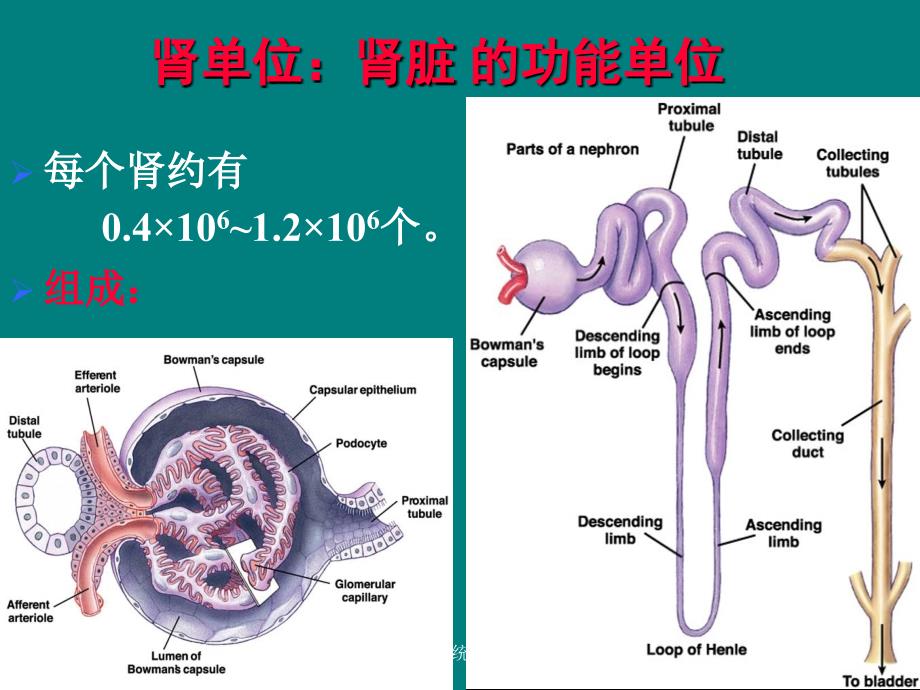 制泌尿系统疾病总论课件_第4页