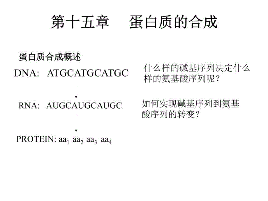 《蛋白质的合成》PPT课件.ppt_第1页