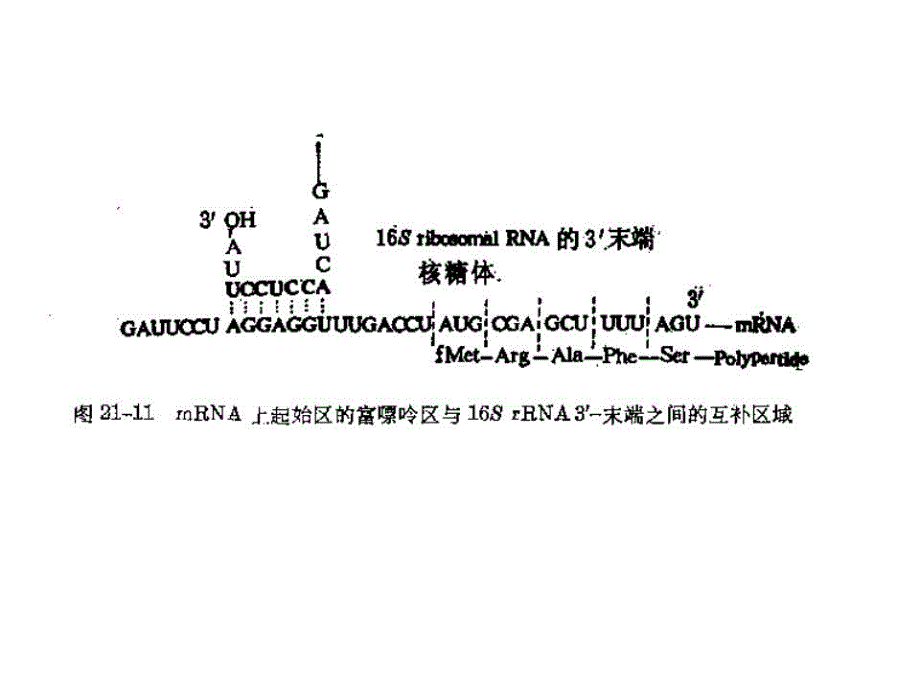 《蛋白质的合成》PPT课件.ppt_第4页