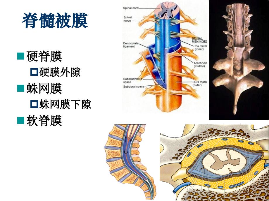 脑膜脑血管脑脊液PPT课件_第3页