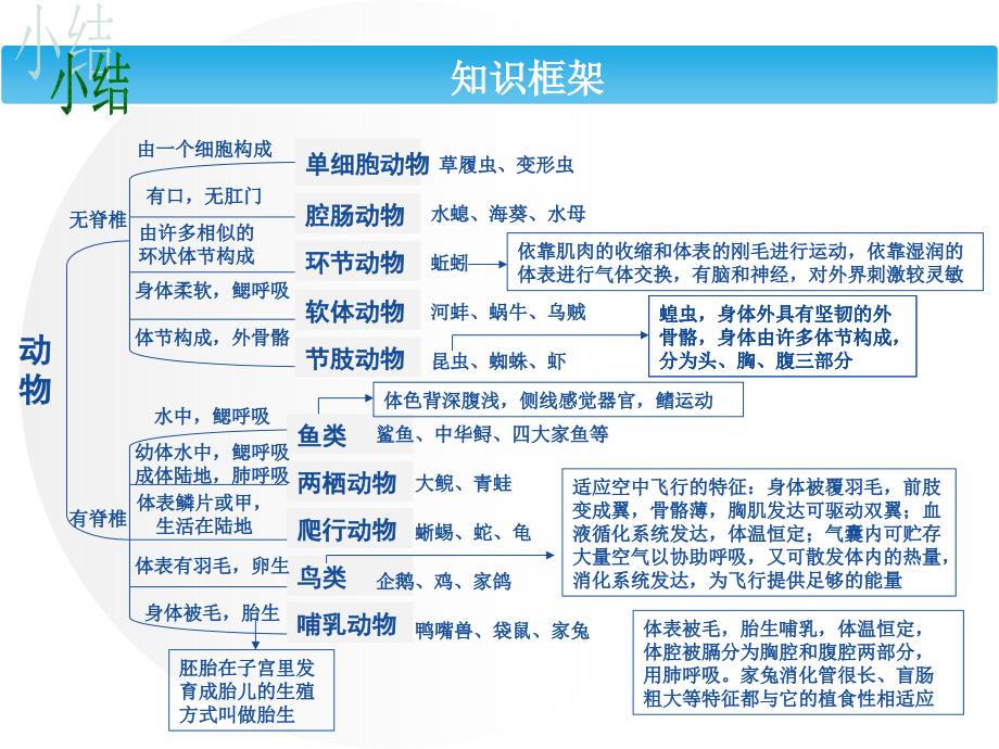 11.动物的多样性汇总_第4页