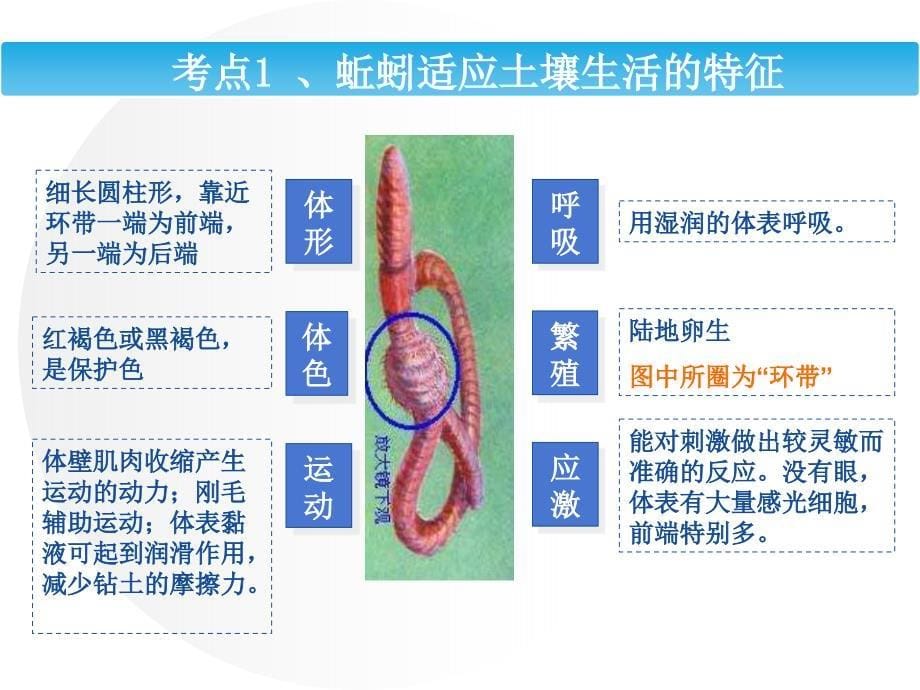 11.动物的多样性汇总_第5页