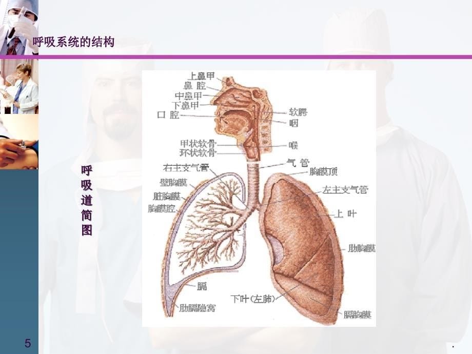 肺癌病人的护理带案例ppt课件_第5页