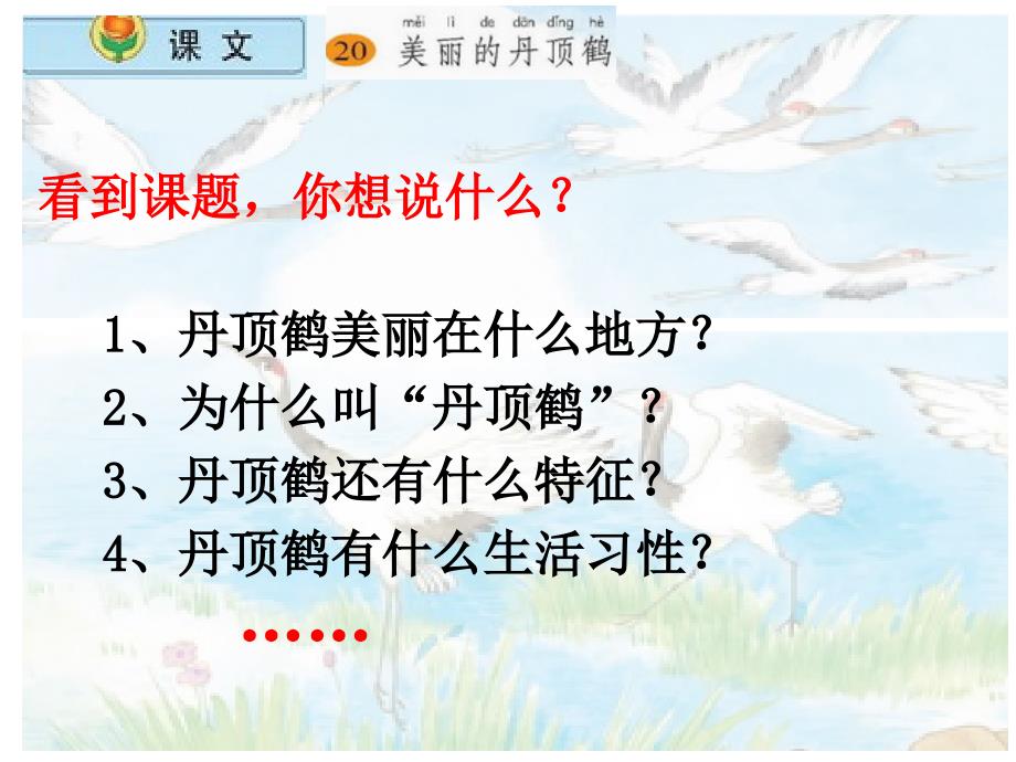 二年级语文上册第七组4美丽的丹顶鹤第二课时课件_第3页