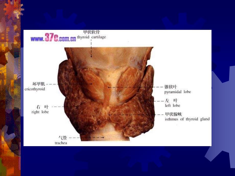 第二十章-内分泌系统课件_第4页