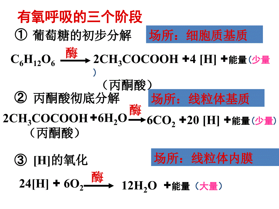 呼吸作用习题课_第2页