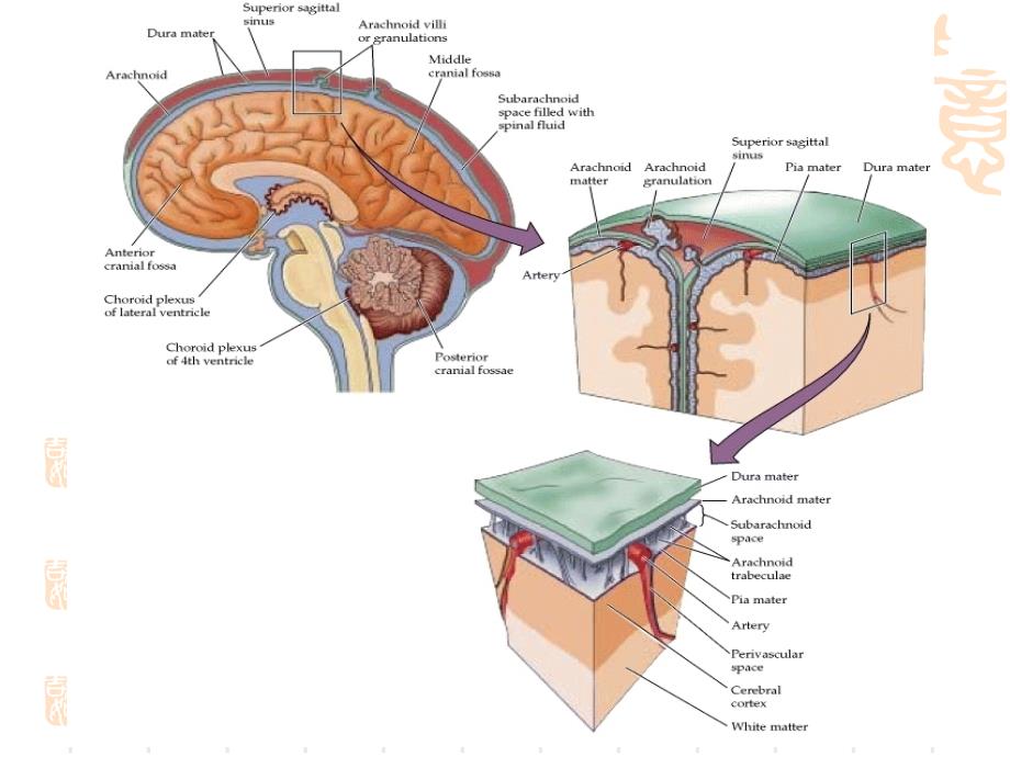 蛛网膜颗粒的影像学表现_第3页