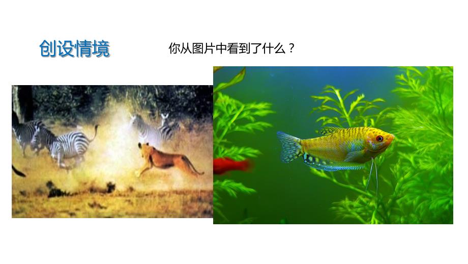 【教学课件】《生物的生存依赖一定的环境》（北师大）_第2页